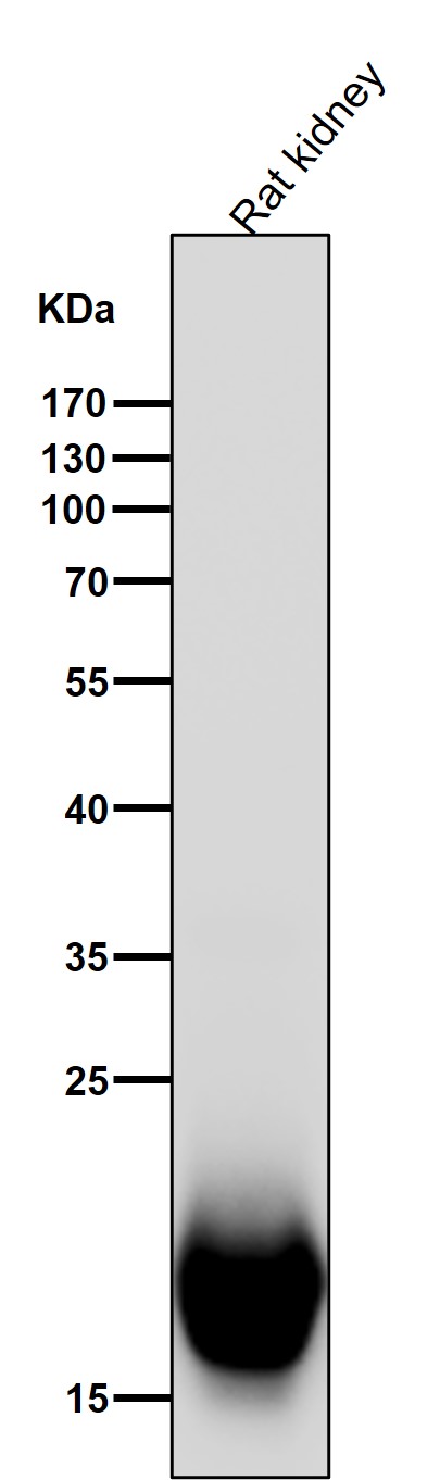 Dihydrofolate reductase Ab