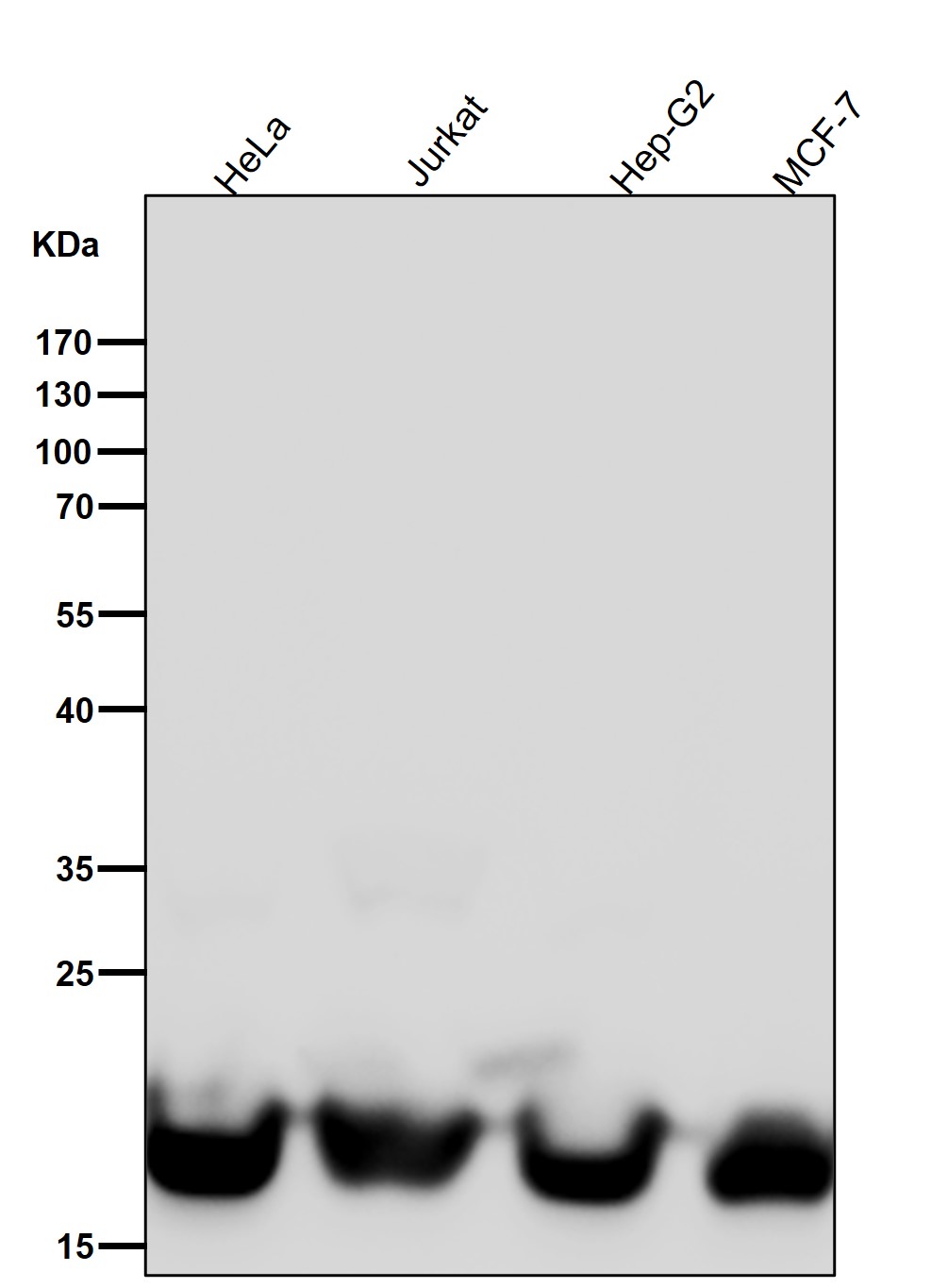 Dihydrofolate reductase Ab