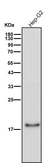 Ferritin light chain Ab