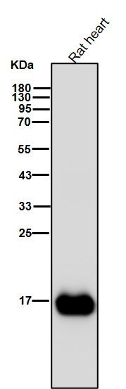 Ferritin light chain Ab