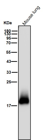 Ferritin light chain Ab