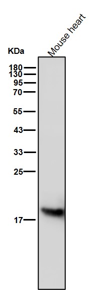 Ferritin light chain Ab