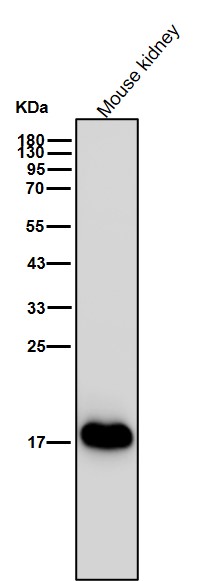 Ferritin light chain Ab