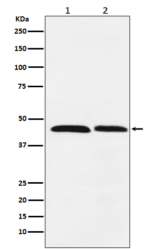 FEN1 Ab