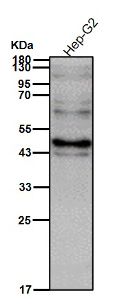 FEN1 Ab