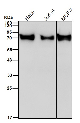 Kinetochore protein NDC80 homolog Ab