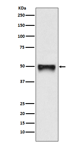 CD209 Ab