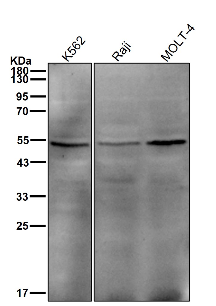 CD209 Ab