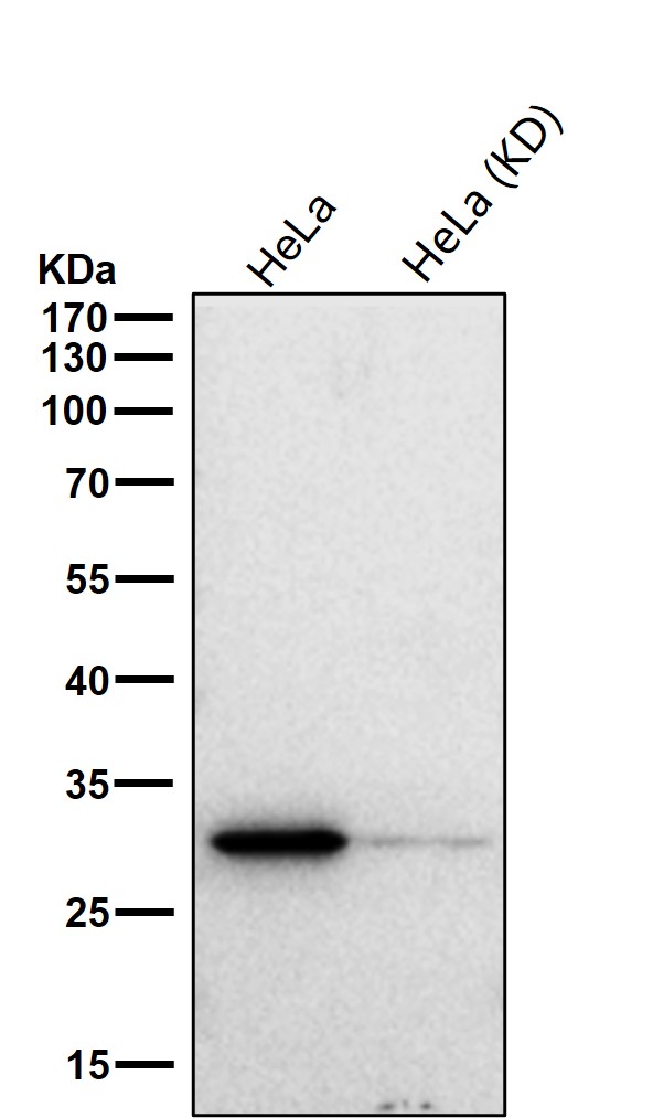 Carbonic anhydrase 2 Ab