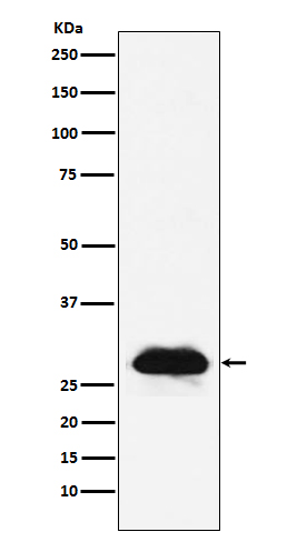 Carbonic anhydrase 2 Ab