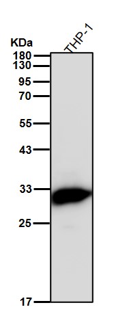 Carbonic anhydrase 2 Ab