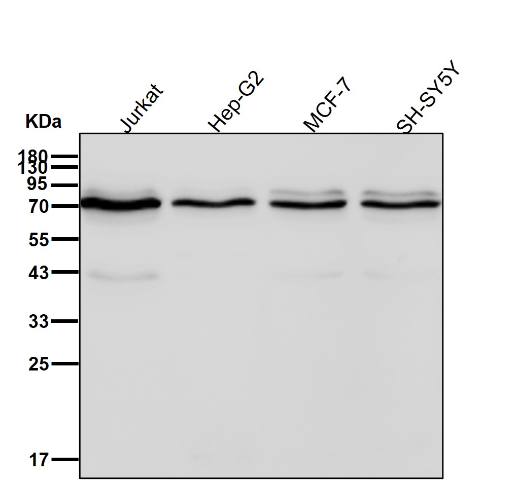 5 HT2C Ab