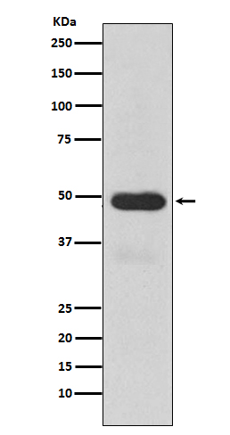 Cytochrome P450 3A4 Ab