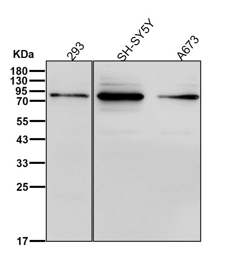 KIF3A Ab