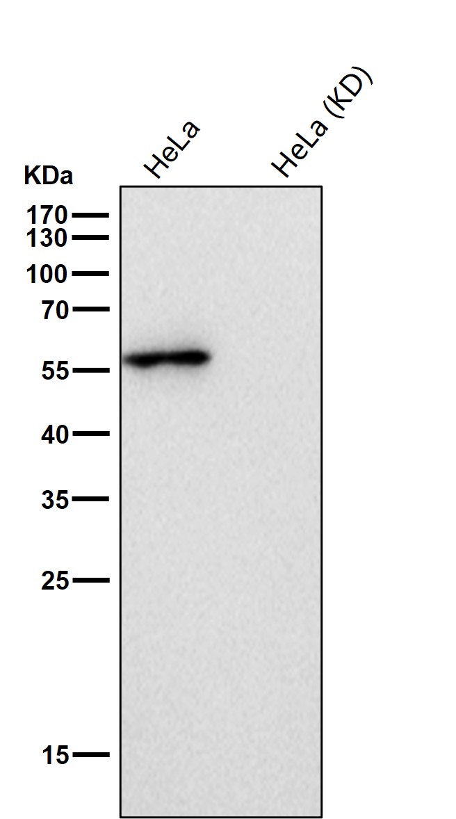 Glutathione reductase Ab