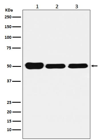 Glutathione reductase Ab