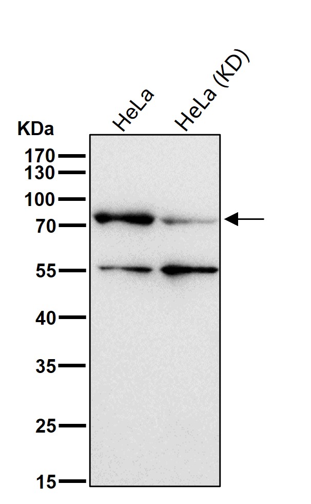 Hsp70 9 Ab