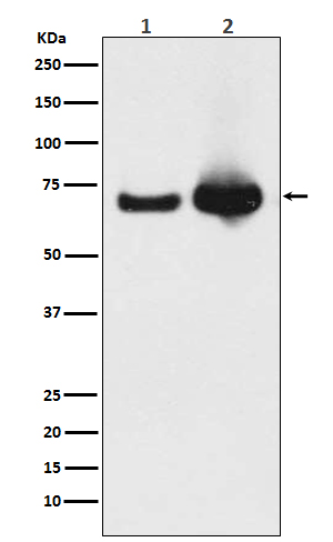 Hsp70 9 Ab