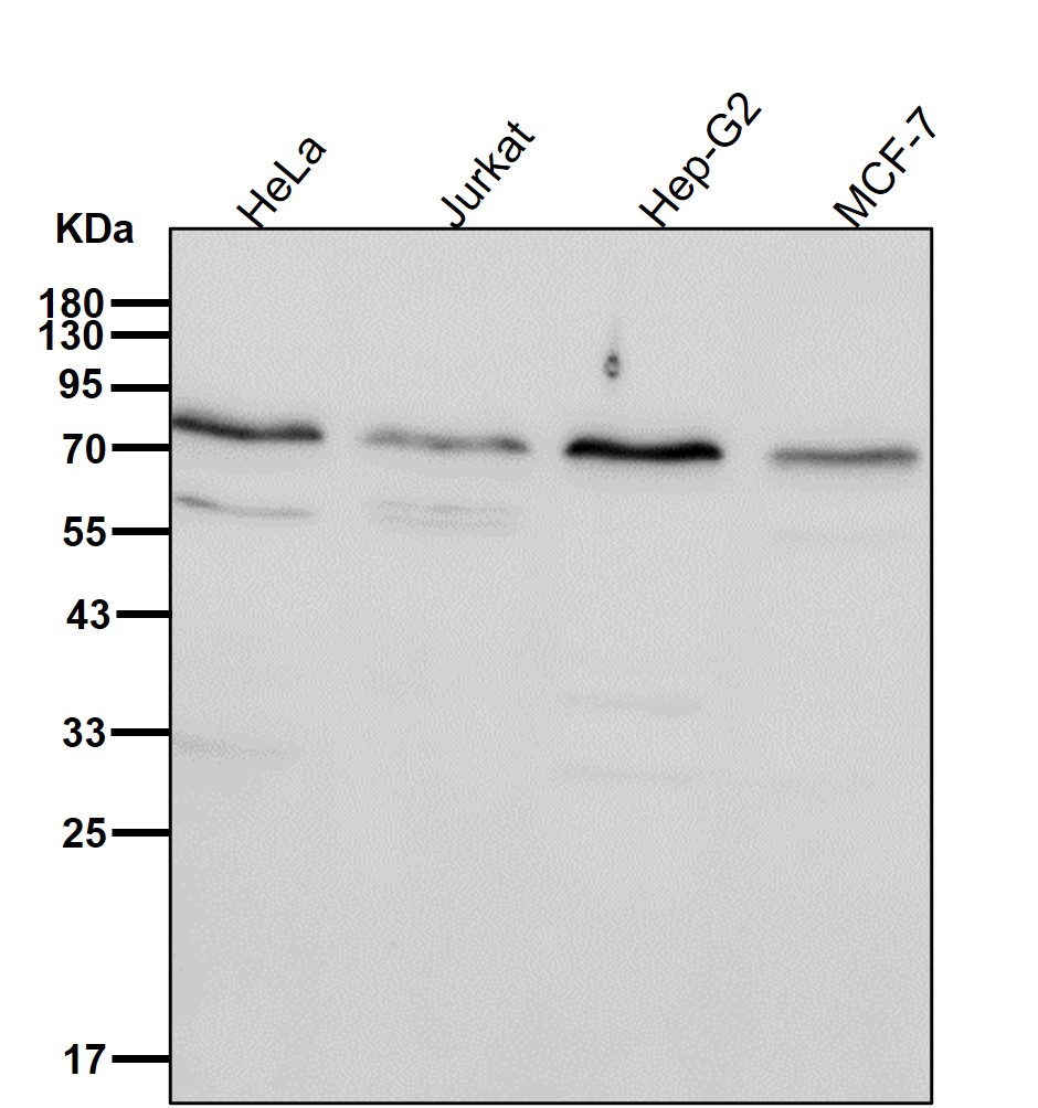 Hsp70 9 Ab