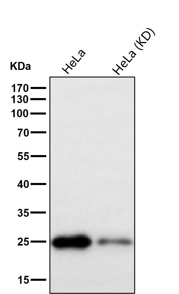 PRDX3 Ab