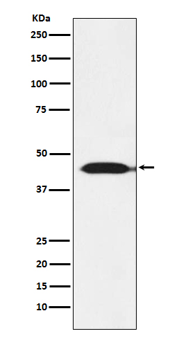 IDH2 Ab