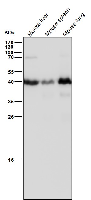 IDH2 Ab