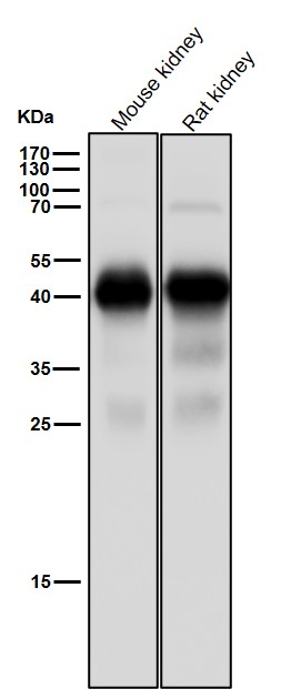 IDH2 Ab