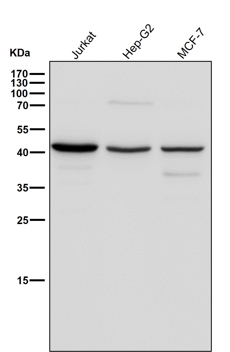 IDH2 Ab