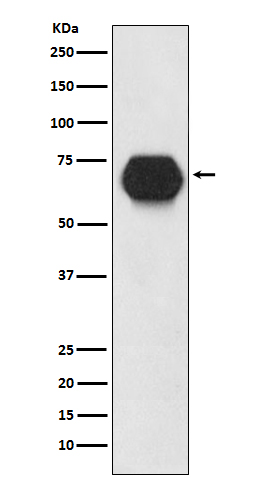 CD55 Ab