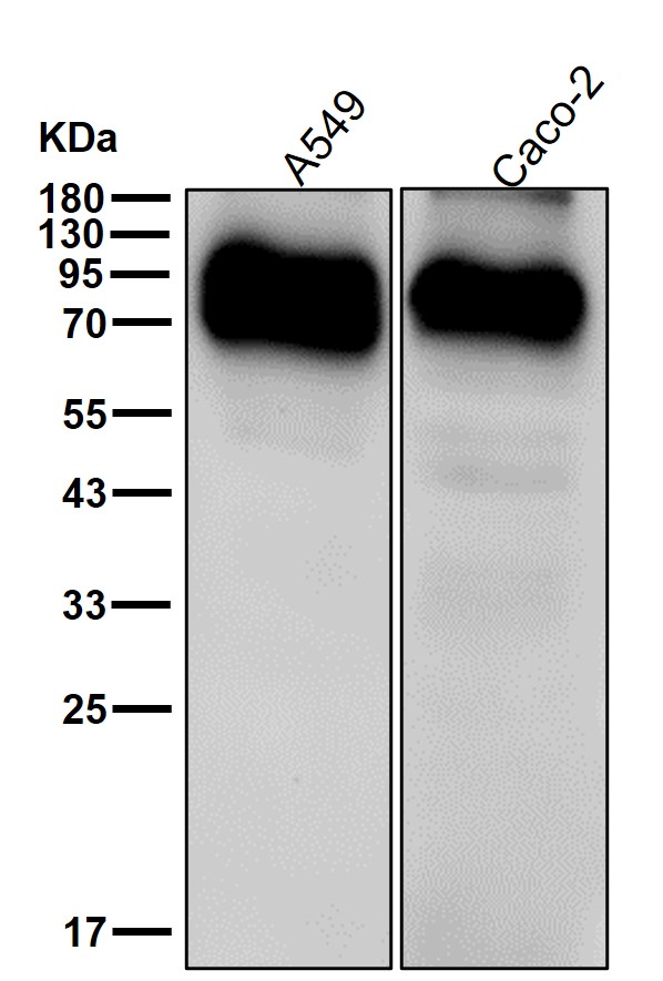 CD55 Ab