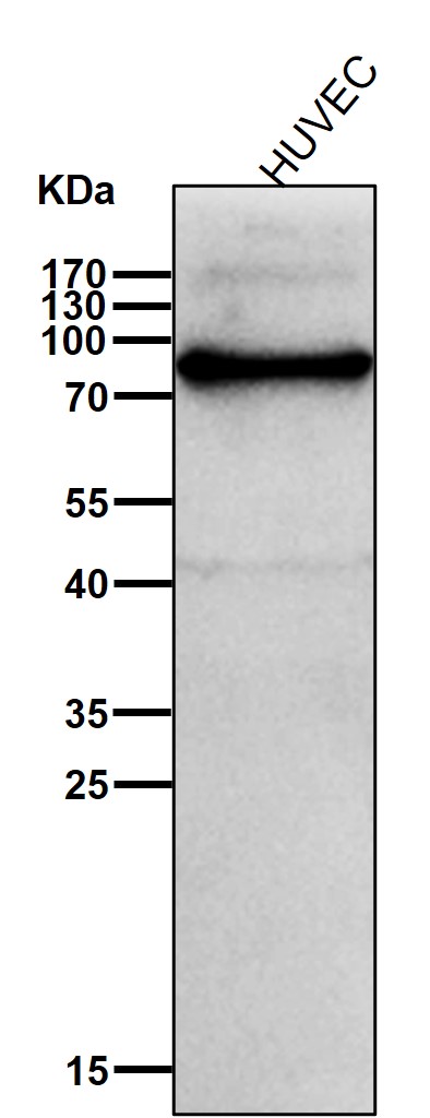 G CSF Receptor Ab