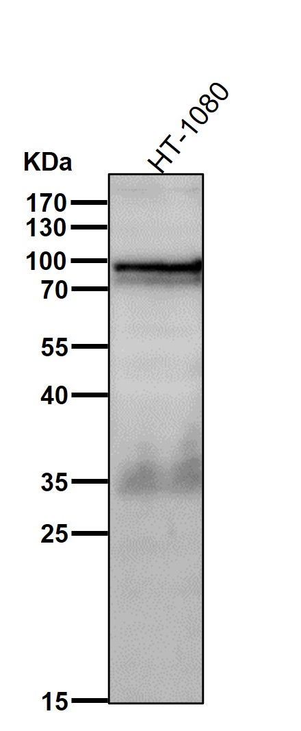 G CSF Receptor Ab