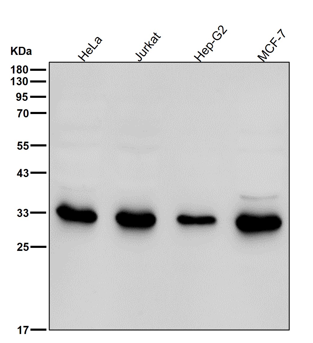 Complement C1q binding protein Ab