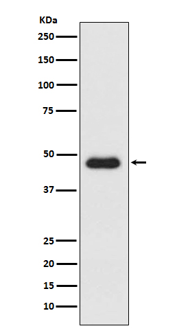 CXCR3 Ab