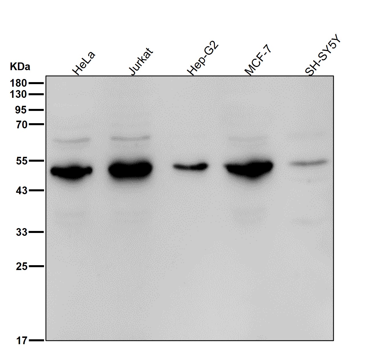 CXCR3 Ab