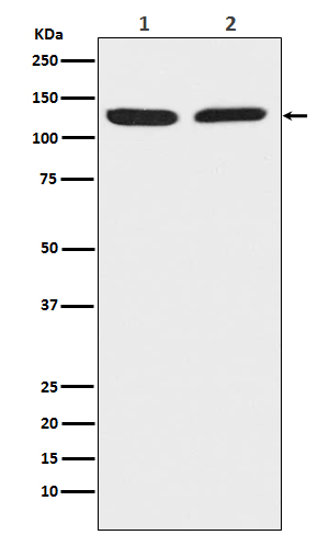 Secretogranin 1 Ab