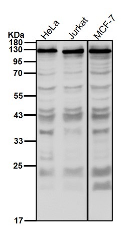 Secretogranin 1 Ab