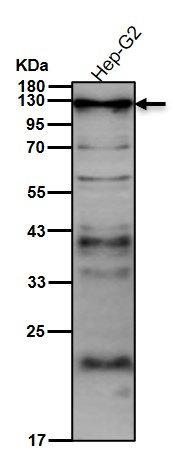 Secretogranin 1 Ab