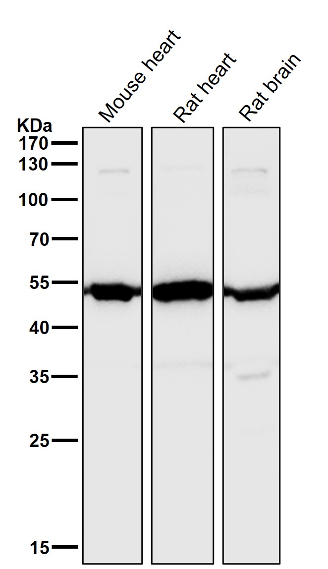 Angiopoietin 2 Ab