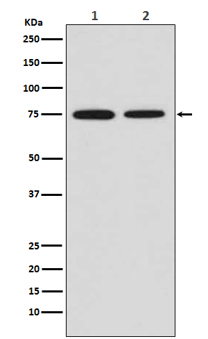 CD204 Ab