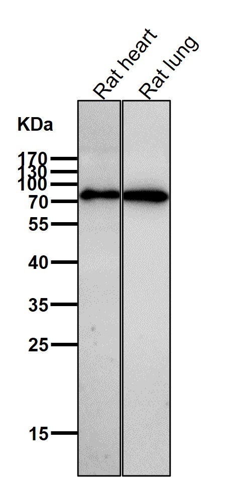 CD204 Ab