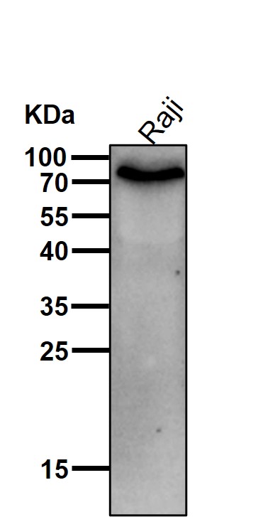 CD204 Ab