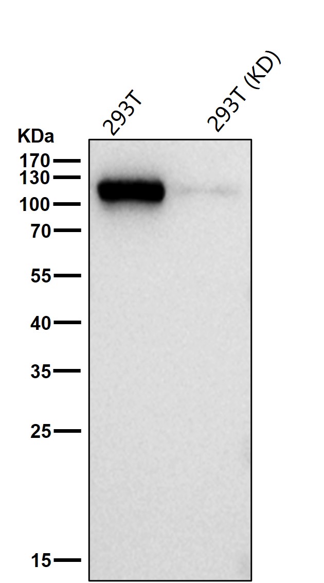 KIF11 Ab