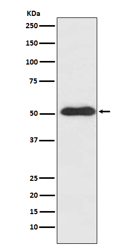 Slit 2 Ab