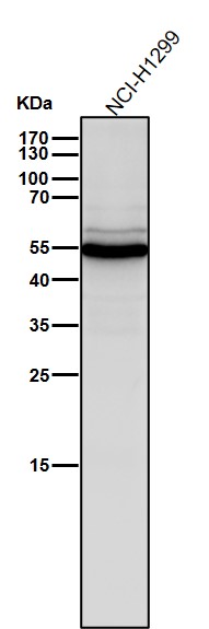 Slit 2 Ab