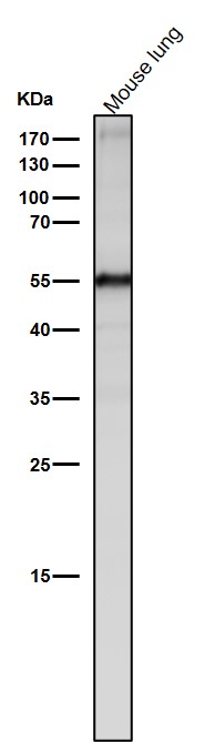 Slit 2 Ab