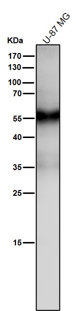 Slit 2 Ab