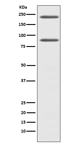 Complement C4 A Ab