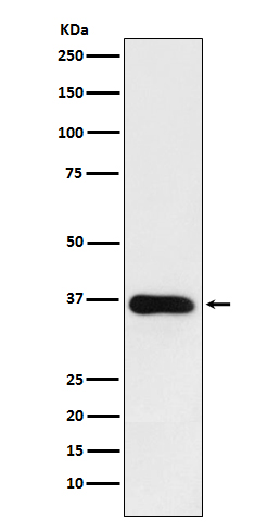 HSD11B1 Ab