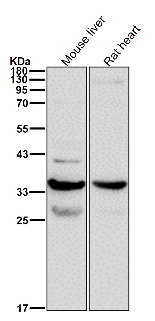 HSD11B1 Ab